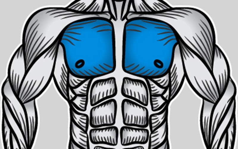 Diagram of the Chest Musculature
