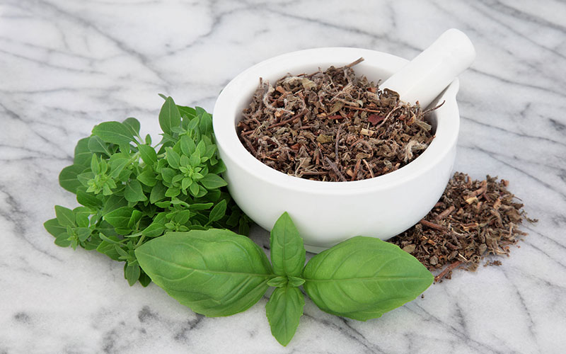 Holy Basil