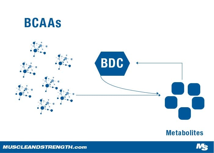 BCAAs in the BDC Complex