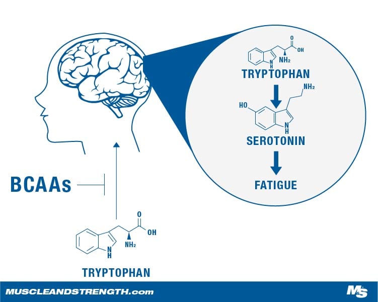 Central  Hypothesis of Fatigue