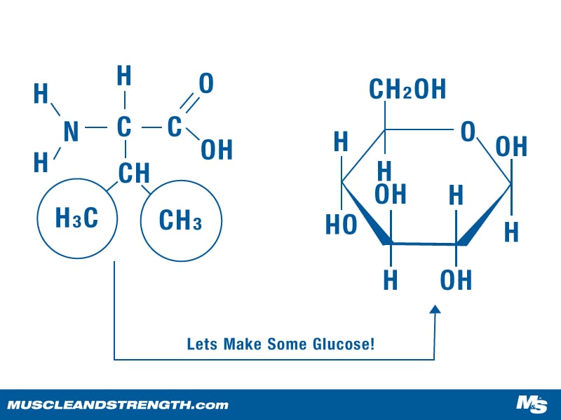 Valine's role in glucose  creation