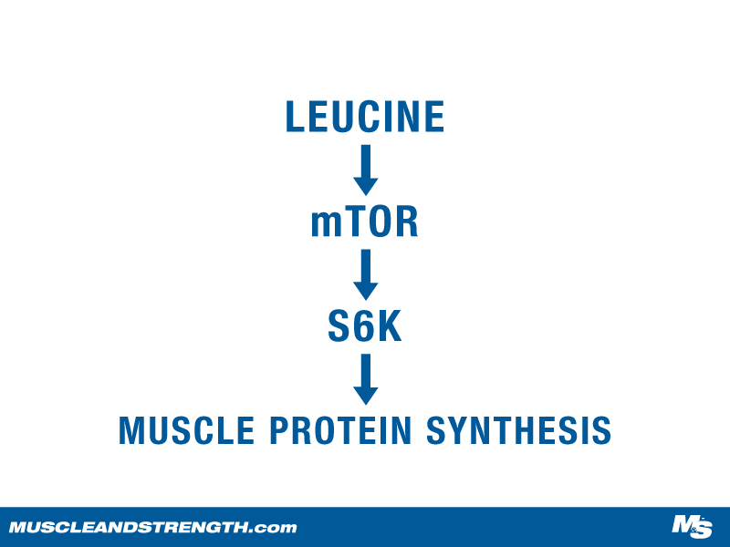 Leucine and Muscle Protein Synthesis