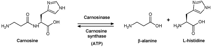 Beta Alanine