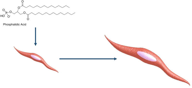 Phosphatidic Acid for muscle growth