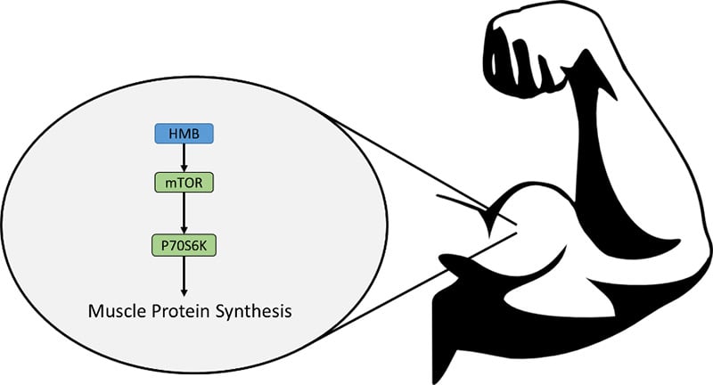 HMB: Hype or Help? Protein Muscle Synthesis