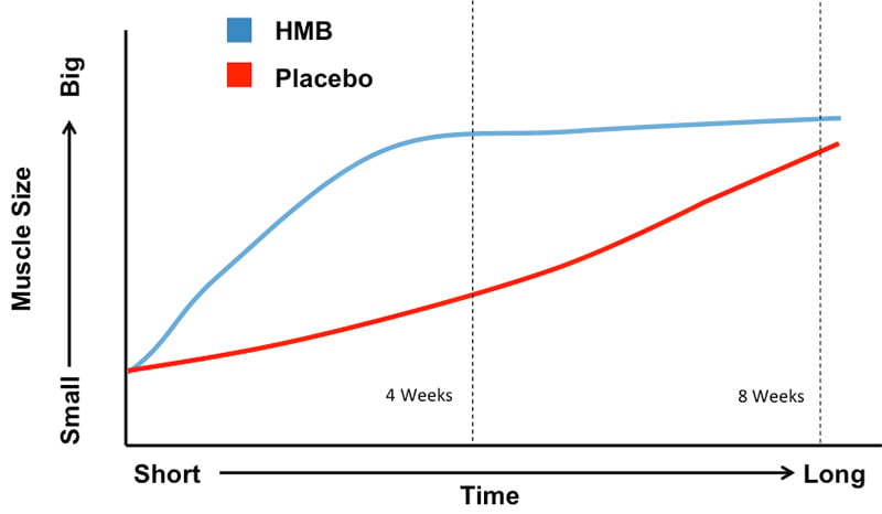 HMB: Hype or Help? Effects on untrained individuals