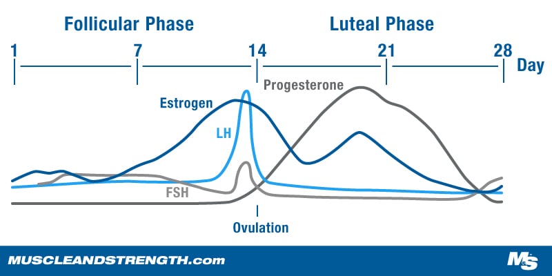 Graphic of the 28 Day Menstrual Cycle