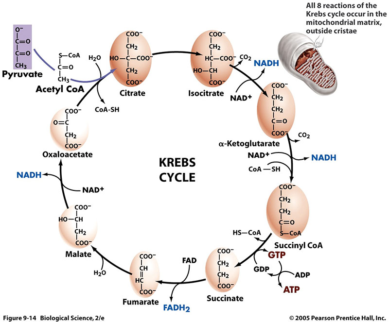 Ketogenic Diets: Krebs Cycle