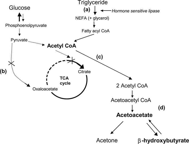 Ketone bodies being formed
