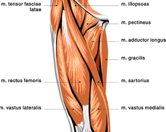 Quad Anatomy