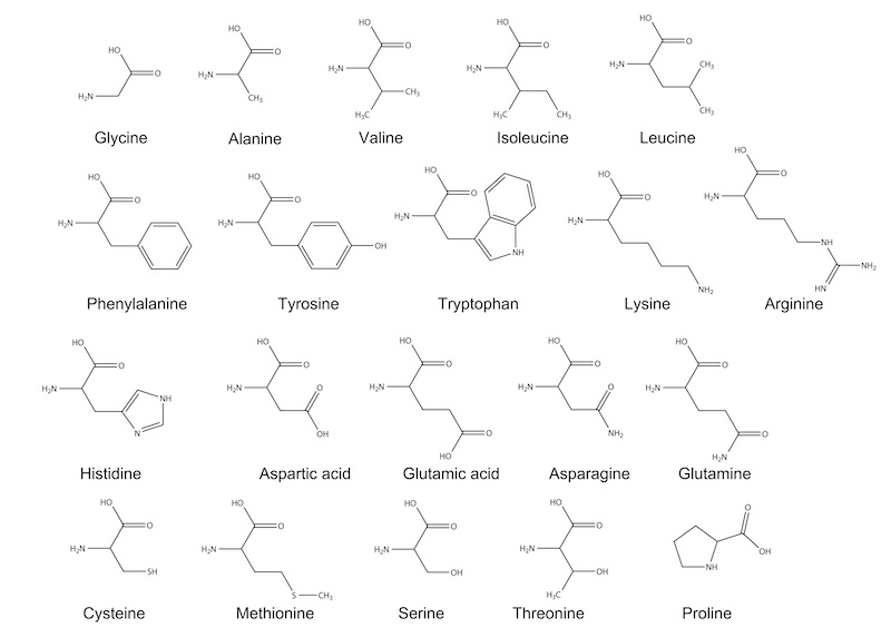 Graphic of the structures of the 20 amino acids.