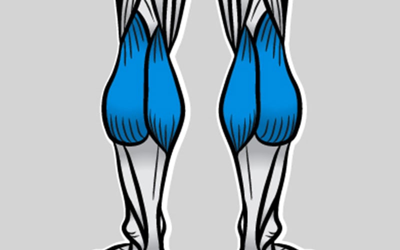 Anatomy of the Calf Muscle
