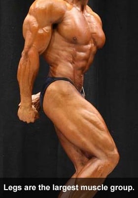 Legs are the largest muscle group.
