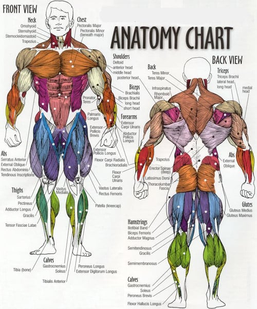 Muscle Map