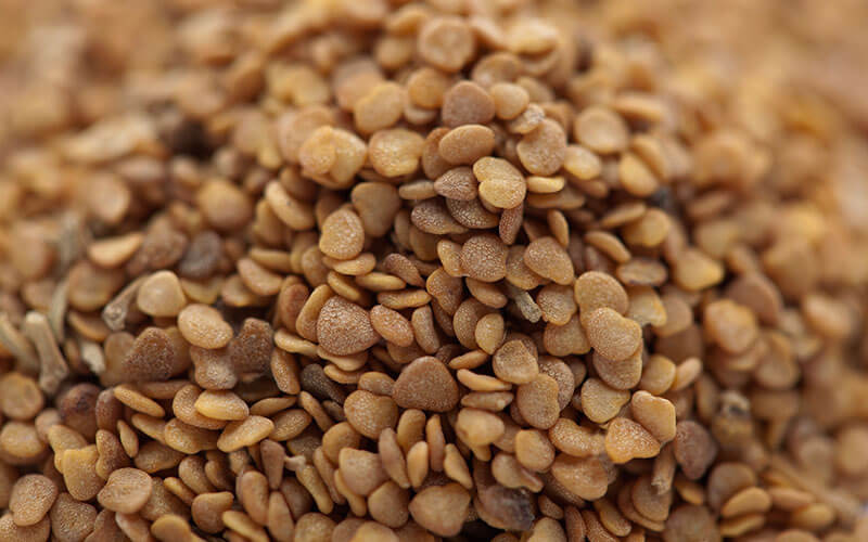 Ashwagandha Seeds