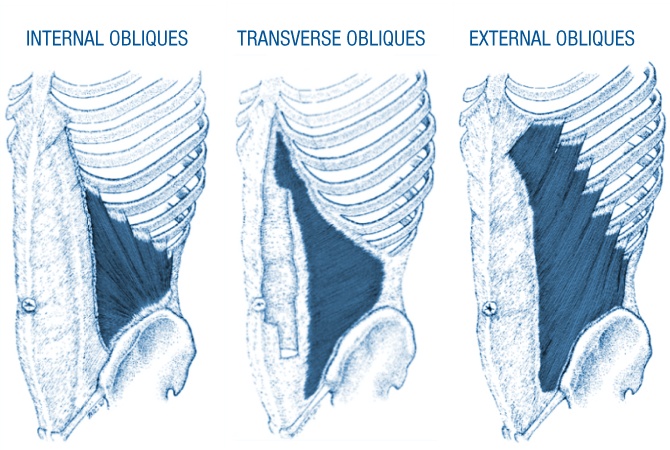 Core anatomy - obliques