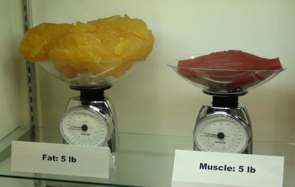 Fat and Muscle